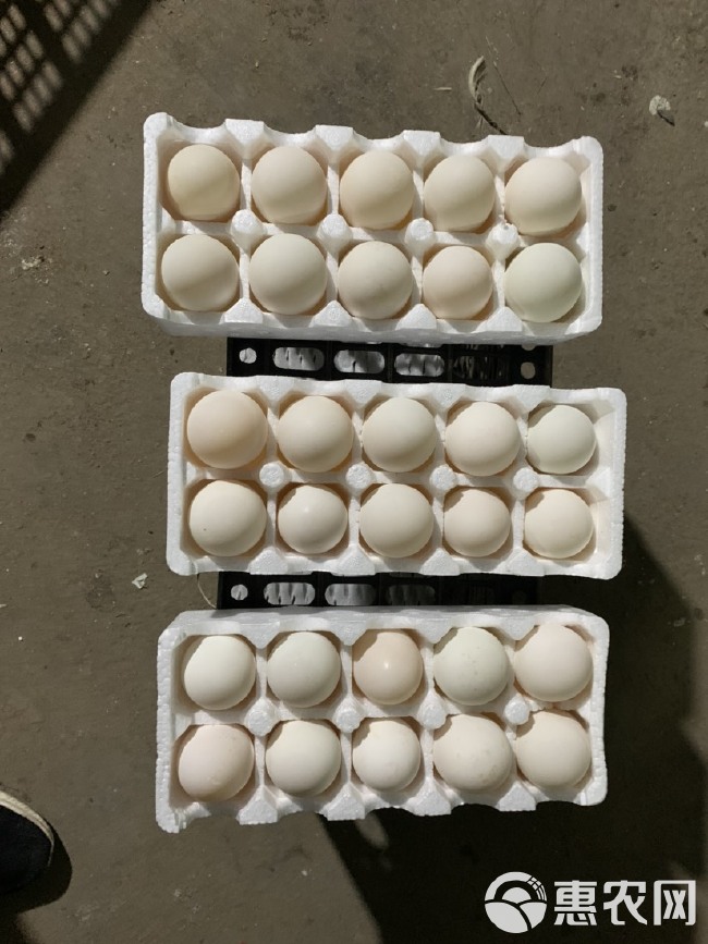 网红盒蛋，雁鹅蛋散养小鹅蛋大量有货10枚装保质保量，每天现装