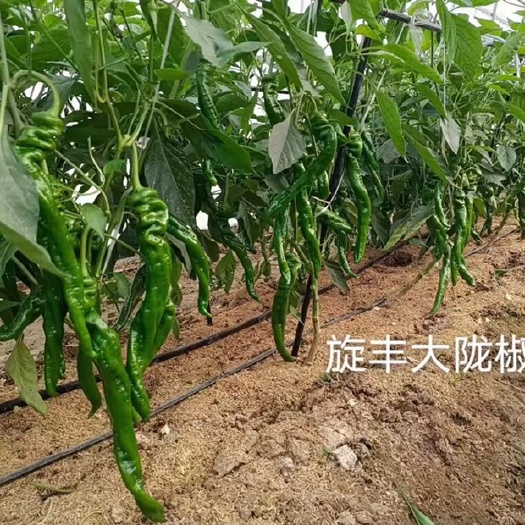 南昌县 螺丝椒种子旋丰大陇椒，粗长羊角型，全国适种