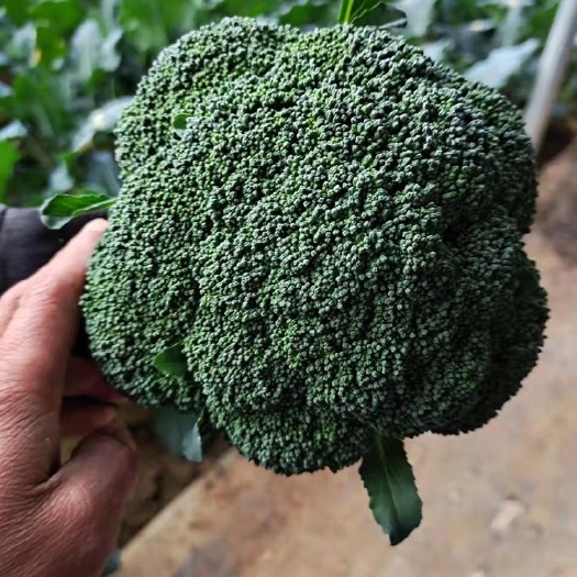 济宁 甩2500斤精品西兰花，济宁附近的巨划算