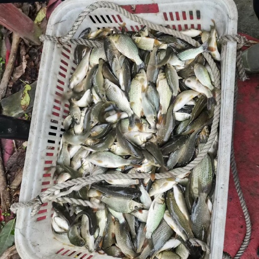 成都 鲤鱼2-5两