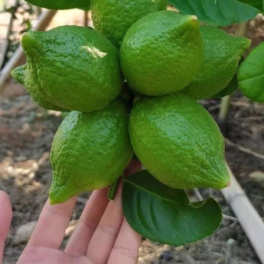 广东一级果无籽香水柠檬茶专用自产自销性价比高当日发货隔天到