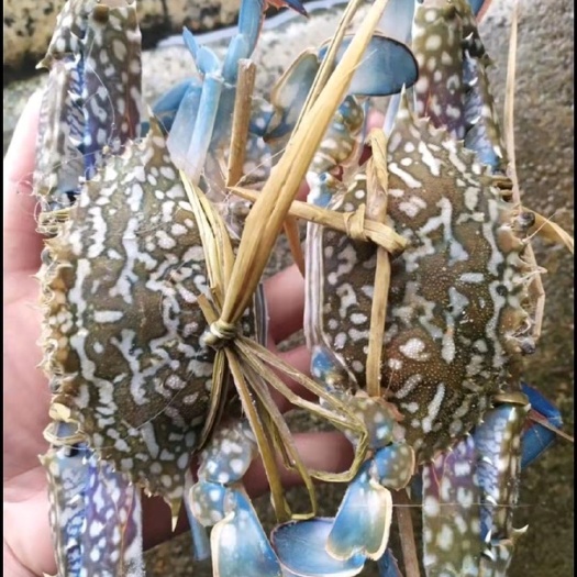 北海蓝花蟹  冰鲜蓝花蟹 产地直销  不分公母 货美价廉 欢迎咨