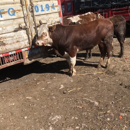 威宁县肉牛 架子牛  屠宰   养殖