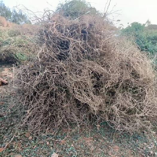 自家种植的鸡骨草干货