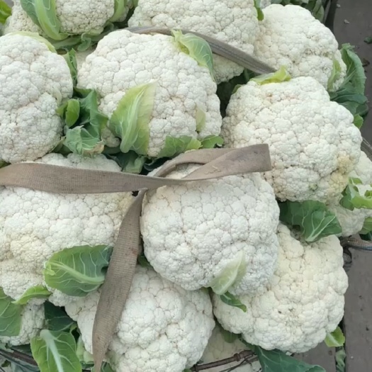 瑞安市 温州花菜，全国代发面白青杆质量有保证，量大需要的赶紧联系我