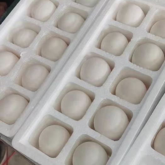 安新县鲜鹅蛋 鹅蛋礼盒装，厂家直销，质量保证
