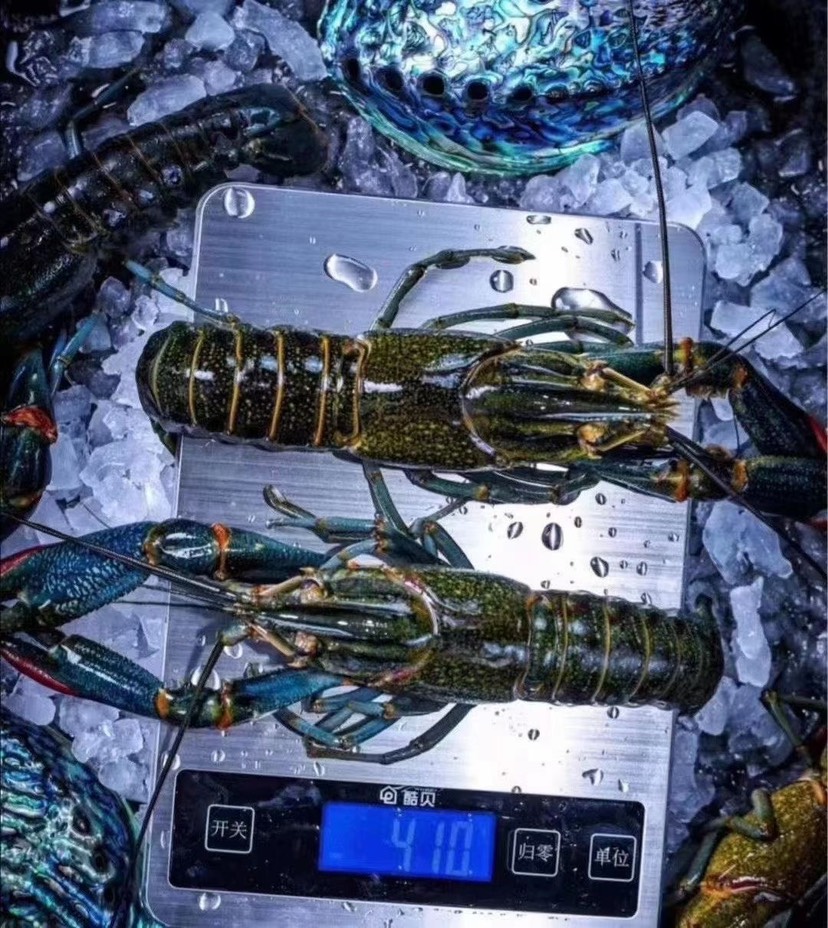 红螯螯虾  #自产自销 澳洲淡水小蓝龙＃