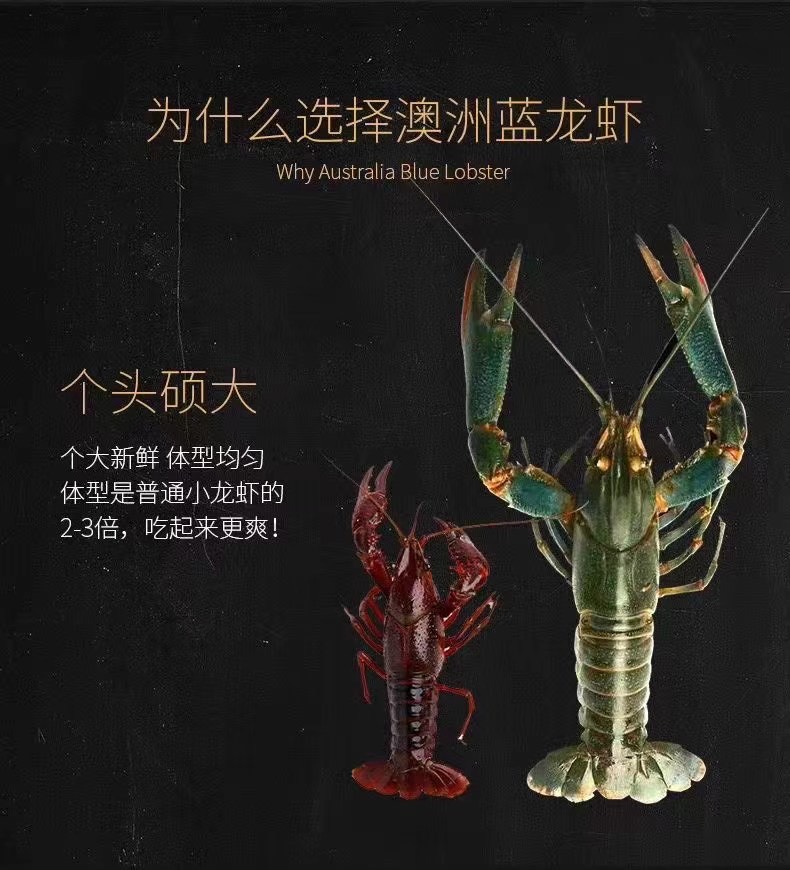 红螯螯虾  #自产自销 澳洲淡水小蓝龙＃