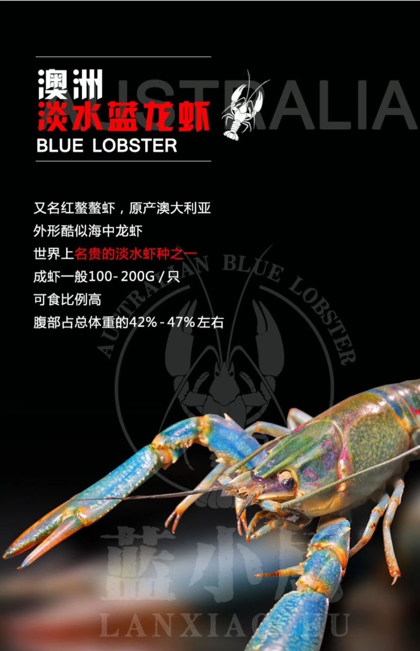 红螯螯虾  #自产自销 澳洲淡水小蓝龙＃