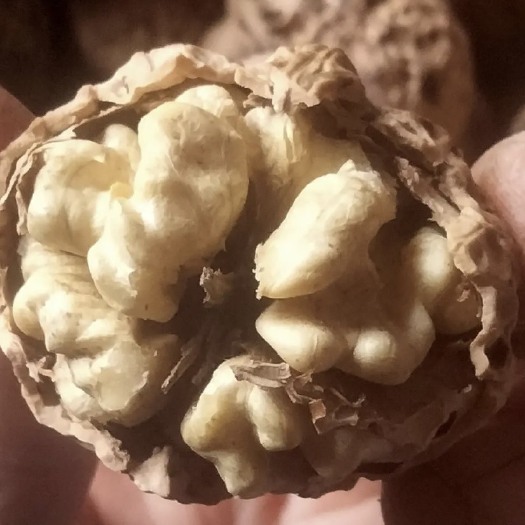 漾濞县核桃