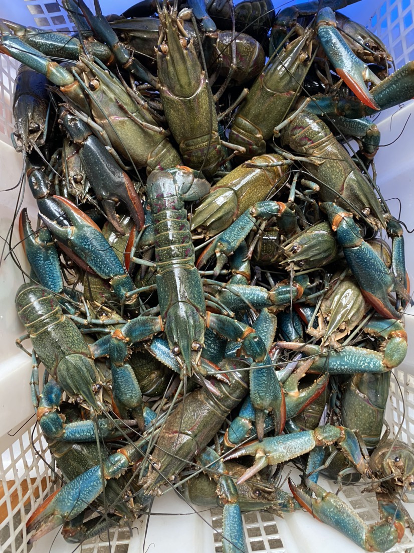 红螯螯虾  #自产自销 澳洲淡水小蓝龙＃