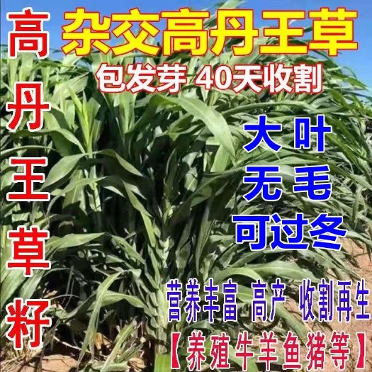 高丹草种子  高丹王草种籽牧草种子四季多年生养殖牛羊鹅鱼鸡