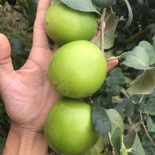 景洪市青枣 牛奶枣、苹果枣