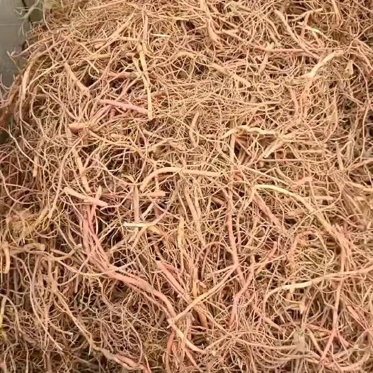 亳州紫菀芽，优质改良（紫菀种苗），价格稳定，好管理