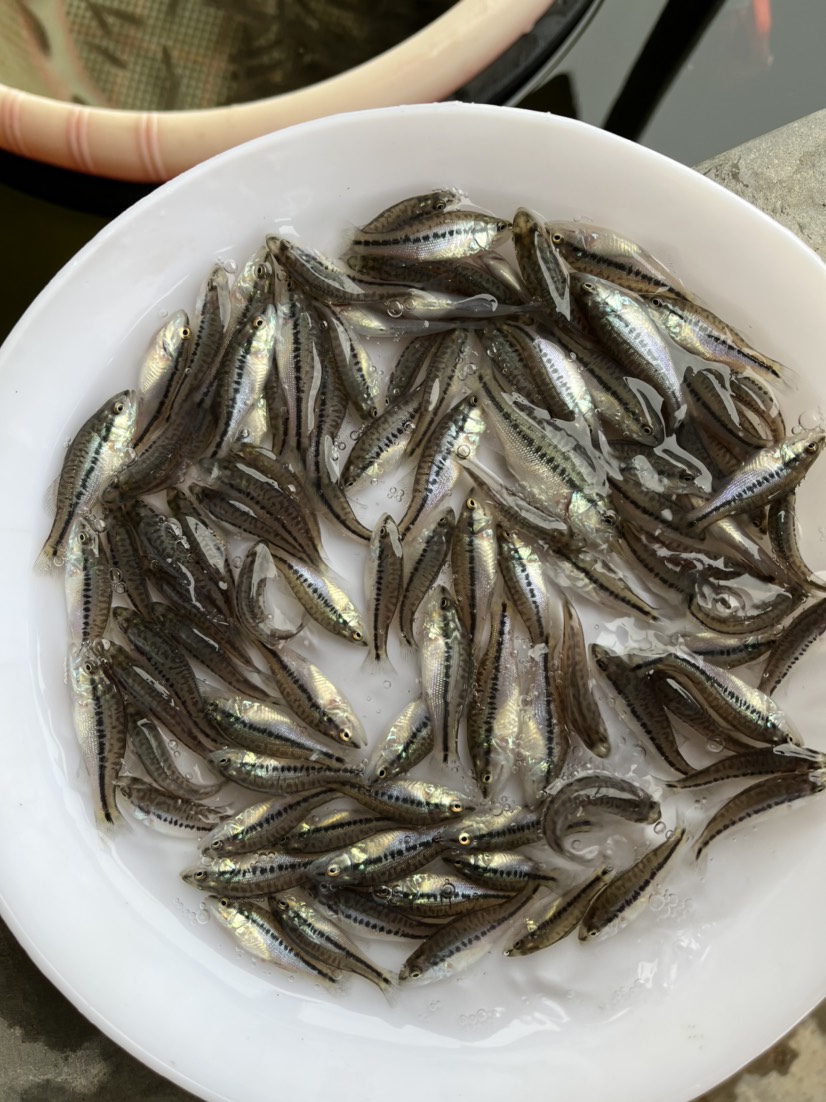 鲈鱼苗、加州鲈鱼苗、淡水优鲈鱼苗、大口黑鲈路亚鱼苗