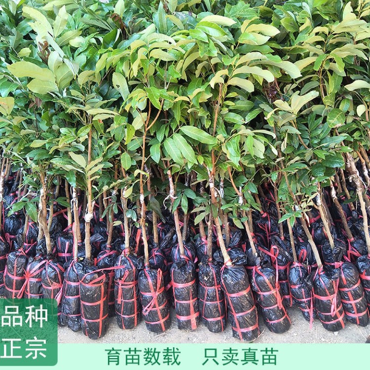四季蜜龙眼苗  四季龙眼苗 带土带叶发货嫁接果树苗南方种植地栽庭院四季结果