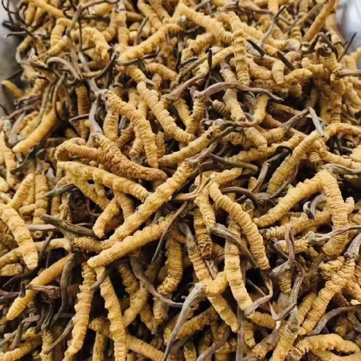 理塘县冬虫夏草虫草产地直邮