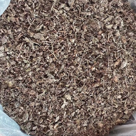 广州派潭白茶