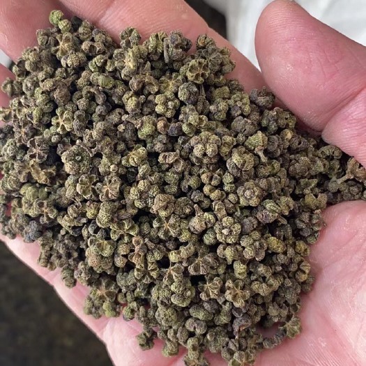 罗城县吴茱萸