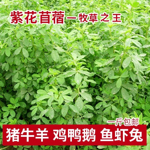 沭阳县紫花苜蓿草种子紫花苜蓿草种子多年生四季