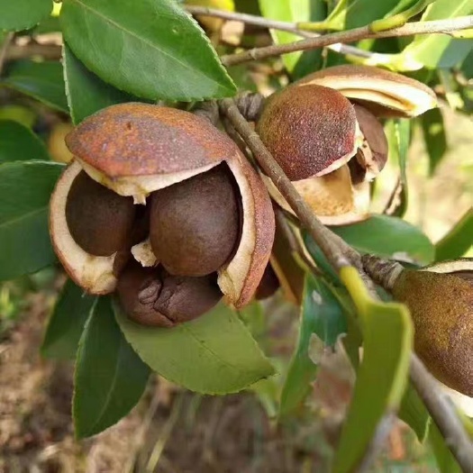 昆明 广西茶枯低价处理