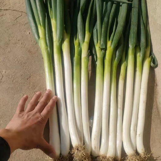启东市 铁杆大葱40-50cm