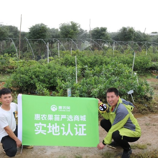 灵山县大五星枇杷苗带土带叶发货广西正品嫁接苗易管理种植