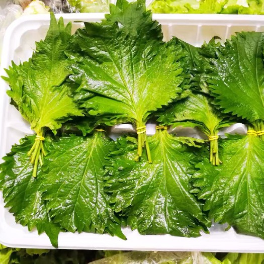 郑州苏子叶新鲜紫苏叶日本大叶日式绿苏