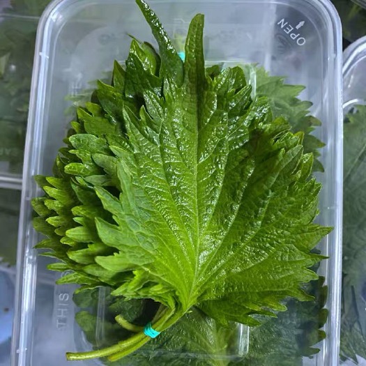 郑州新鲜紫苏 日式苏子叶