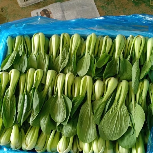 曹县上海青 山东曹县小油菜大量上市中 一手货源 保证质量全国发货