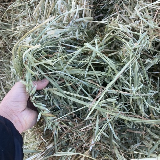 阿旗饲料燕麦草 燕麦，全绿燕麦