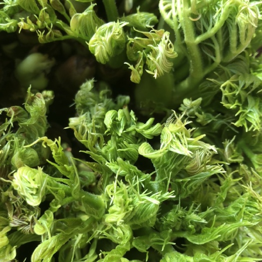 清原县刺老芽 