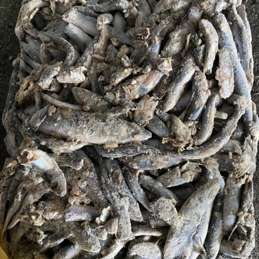 石狮市二锅七星沙丁饲料鱼