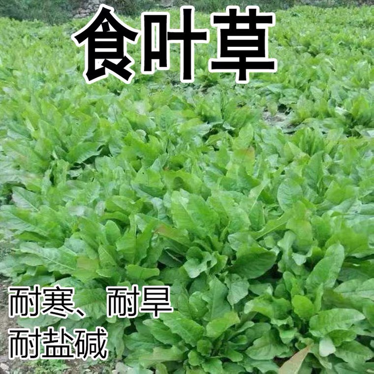 食叶草种子长什么样图片