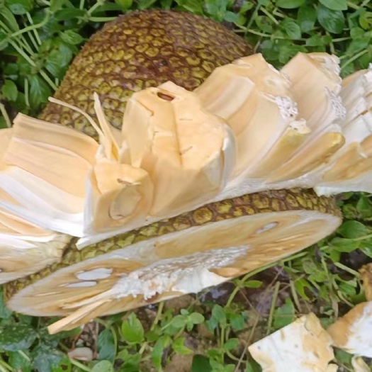 陵水县 陵水8号红肉菠萝蜜