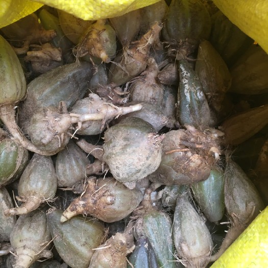 肇庆石橄榄 石仙桃