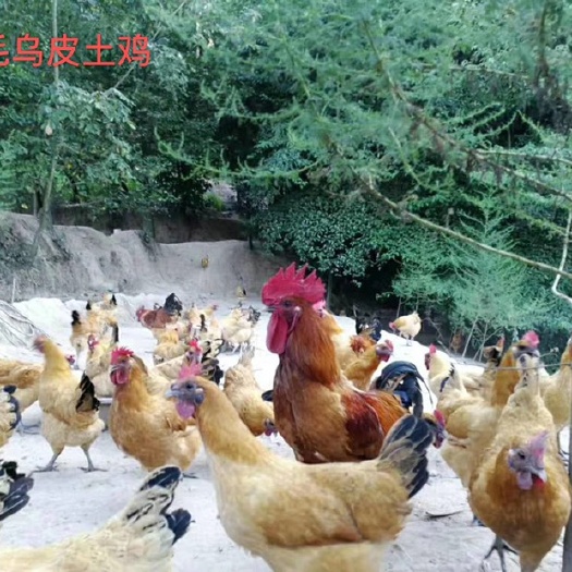 广州乌皮红冠土鸡苗