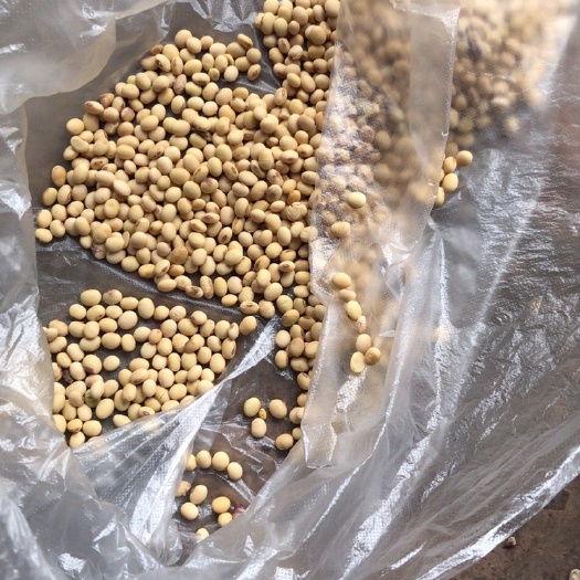 重庆市大豆