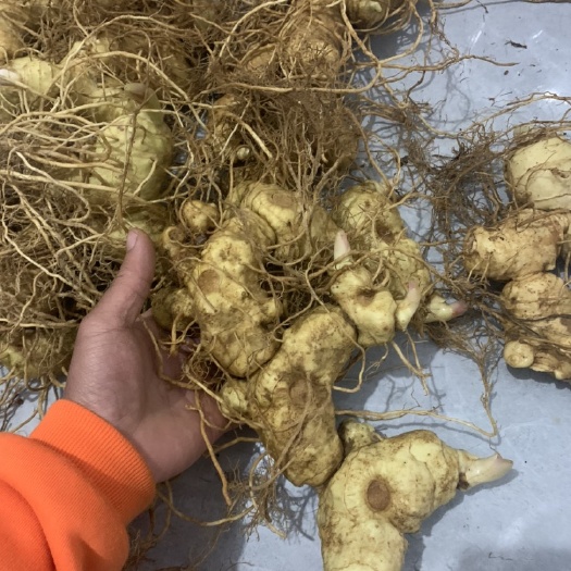 金平县黄精，云南深山老林滇黄精，需要的老板，请提前预约