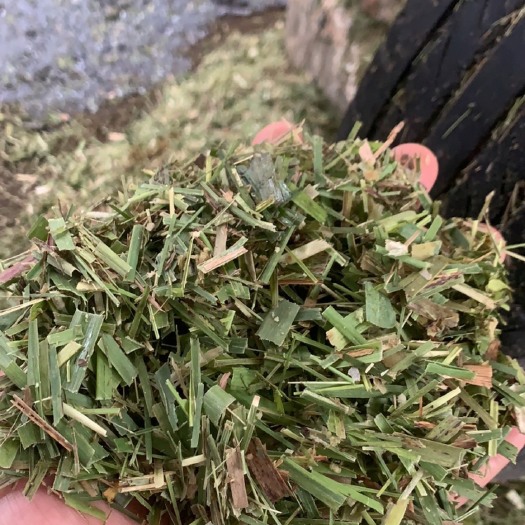 柳城县蔗尾青贮 甘蔗尾青储，大量现货，量大从优