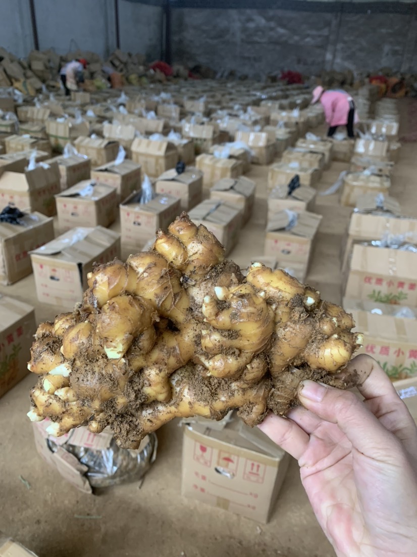 云南小黄姜老姜生姜带泥水洗皆有产地直销农家自种量大价优库存货