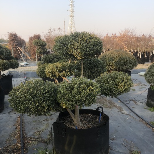  龟甲冬青造型