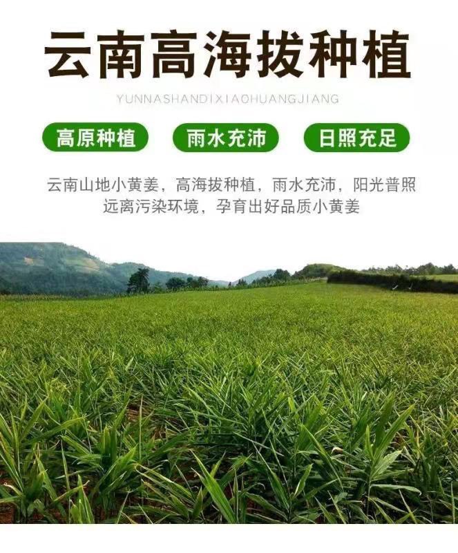 云南小黄姜老姜生姜带泥水洗皆有产地直销农家自种量大价优库存货
