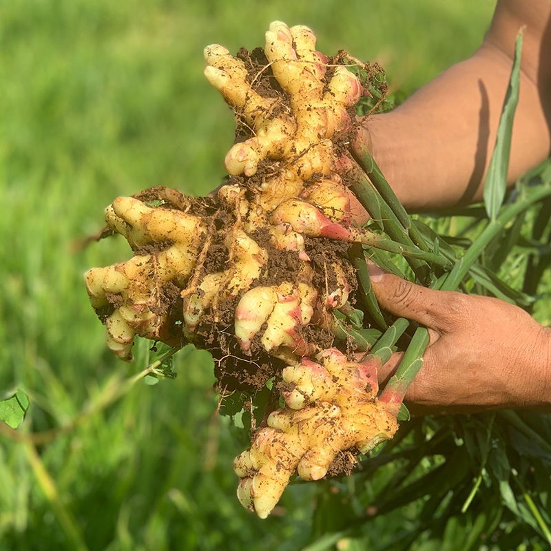 云南小黄姜老姜生姜带泥水洗皆有产地直销农家自种量大价优库存货