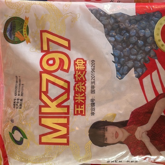 临泉县MK797 五紫三抗不发叉，棒大棒匀不花粒