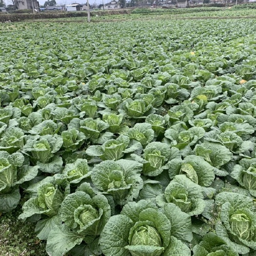 绵阳冬菜黄心大白菜，145大白菜，货源充足，交通便利，个头适中