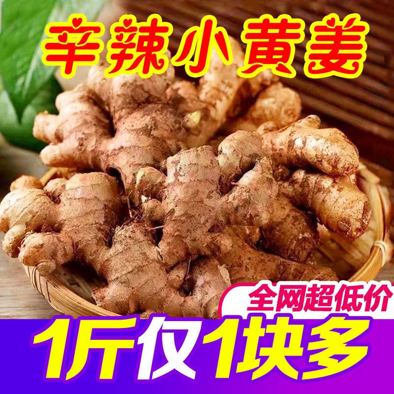 云南小黄姜老姜生姜带泥水洗皆有产地直销农家自种量大价优库存货