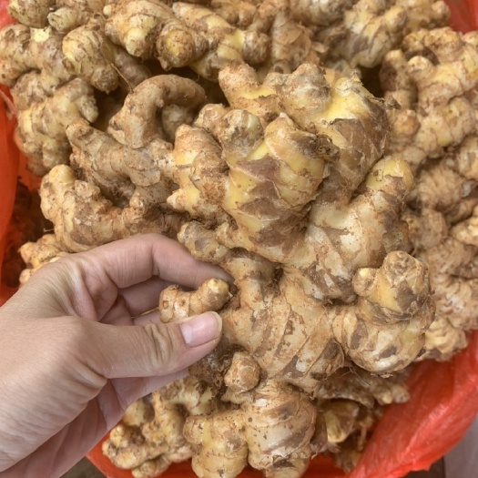 玉林云南小黄姜老姜生姜带泥水洗皆有产地直销农家自种量大价优库存货
