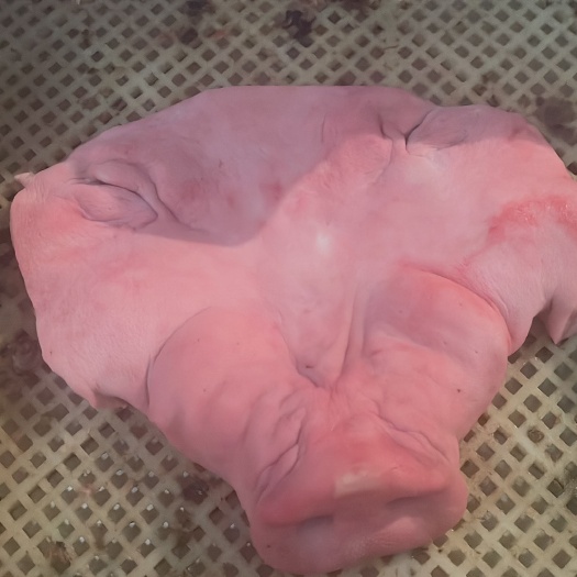 成都猪嘴