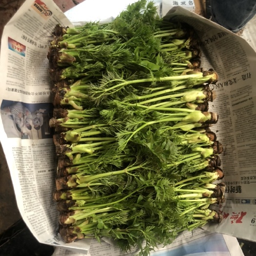 清原县刺老芽 